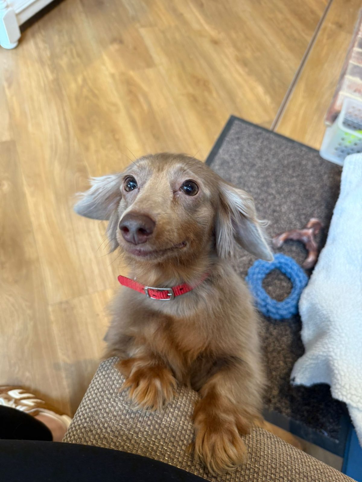 Safe Haven Animal Rescue foster a dog
