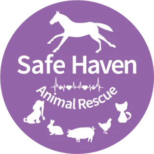 Safe Haven Animal Rescue Logo in Pink